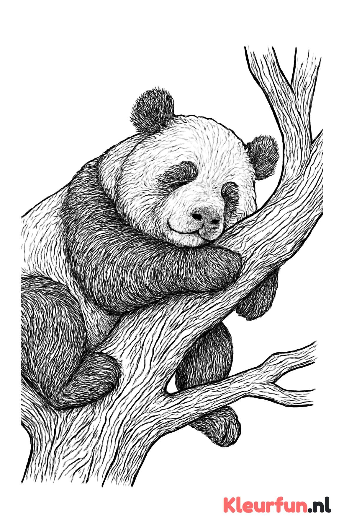 Slapende panda op boomtak