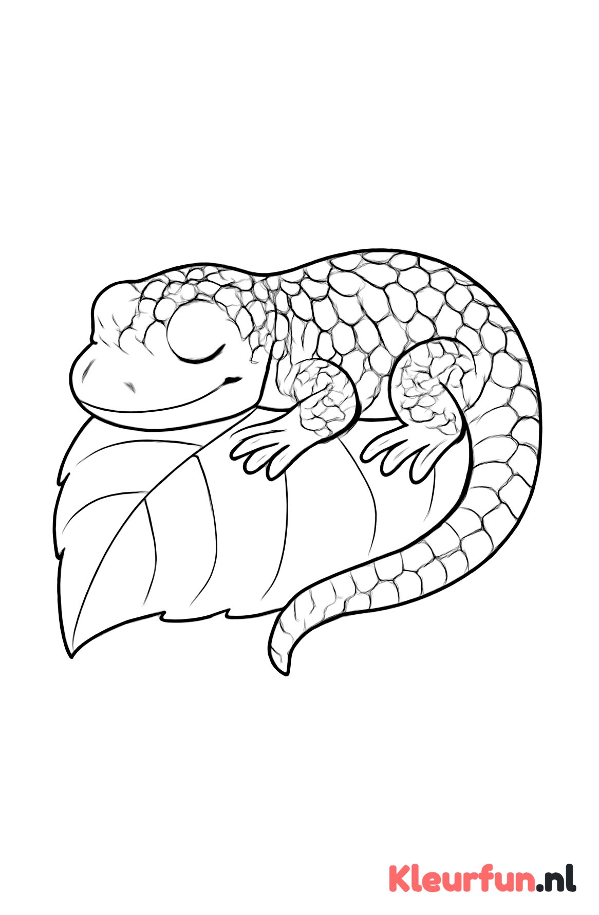 Slapende Salamander