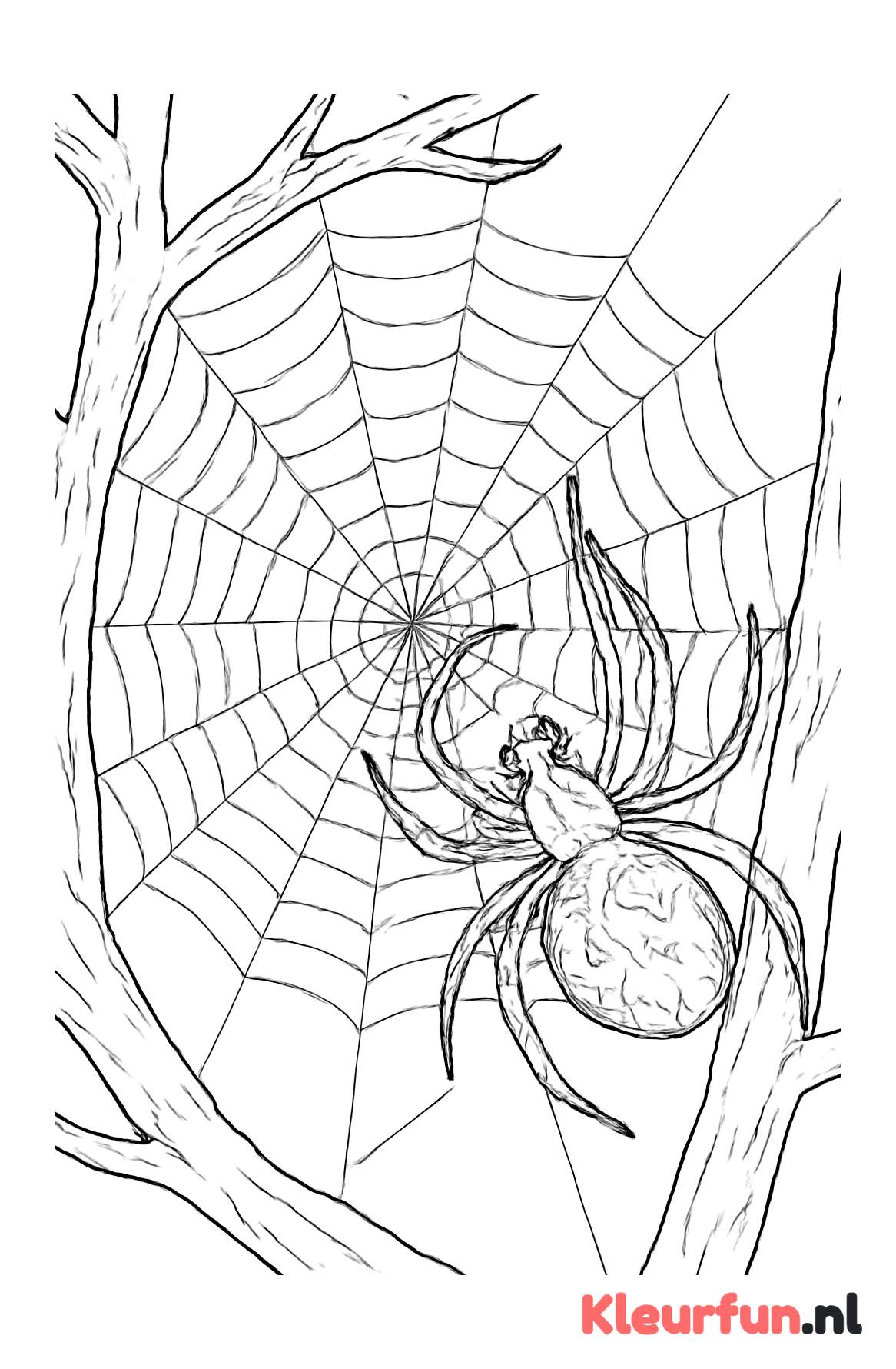 Spin bouwt web