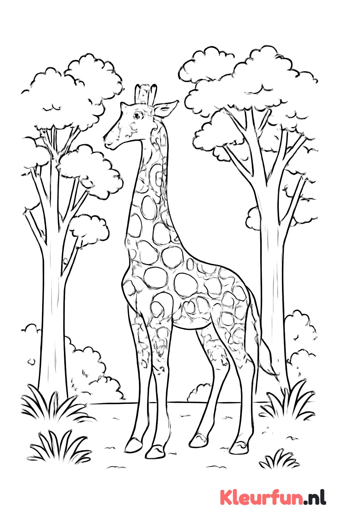 Staande giraffe tussen bomen