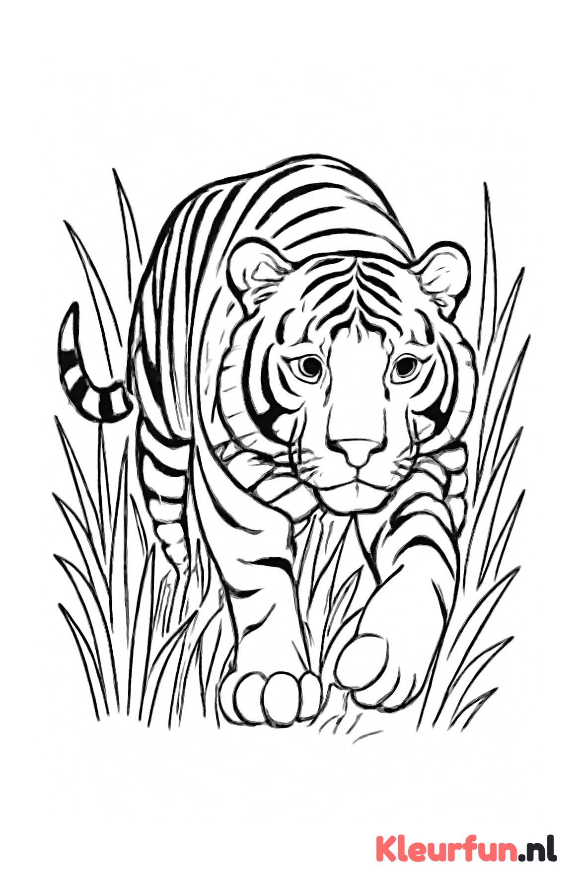 Tijger sluipend in het gras