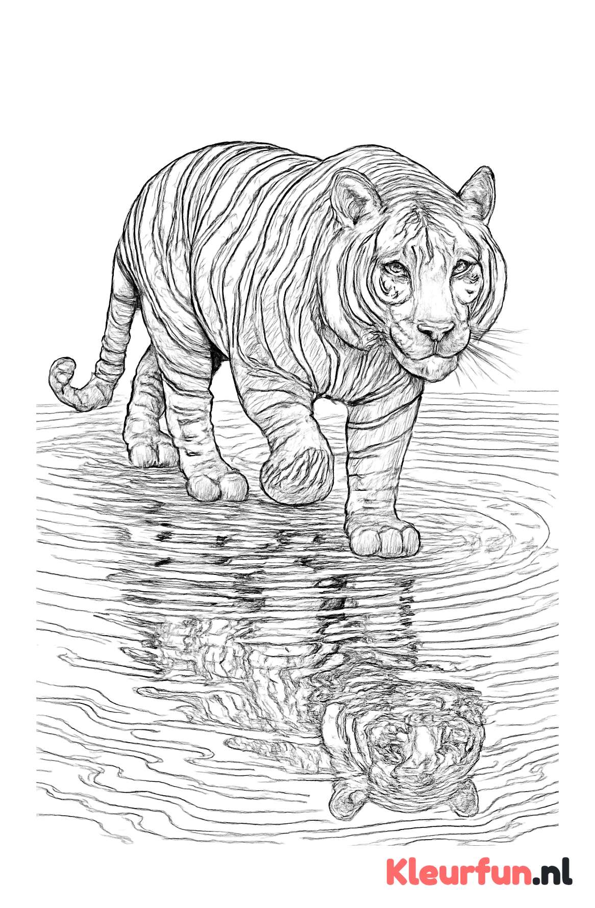 Tijger die door water loopt