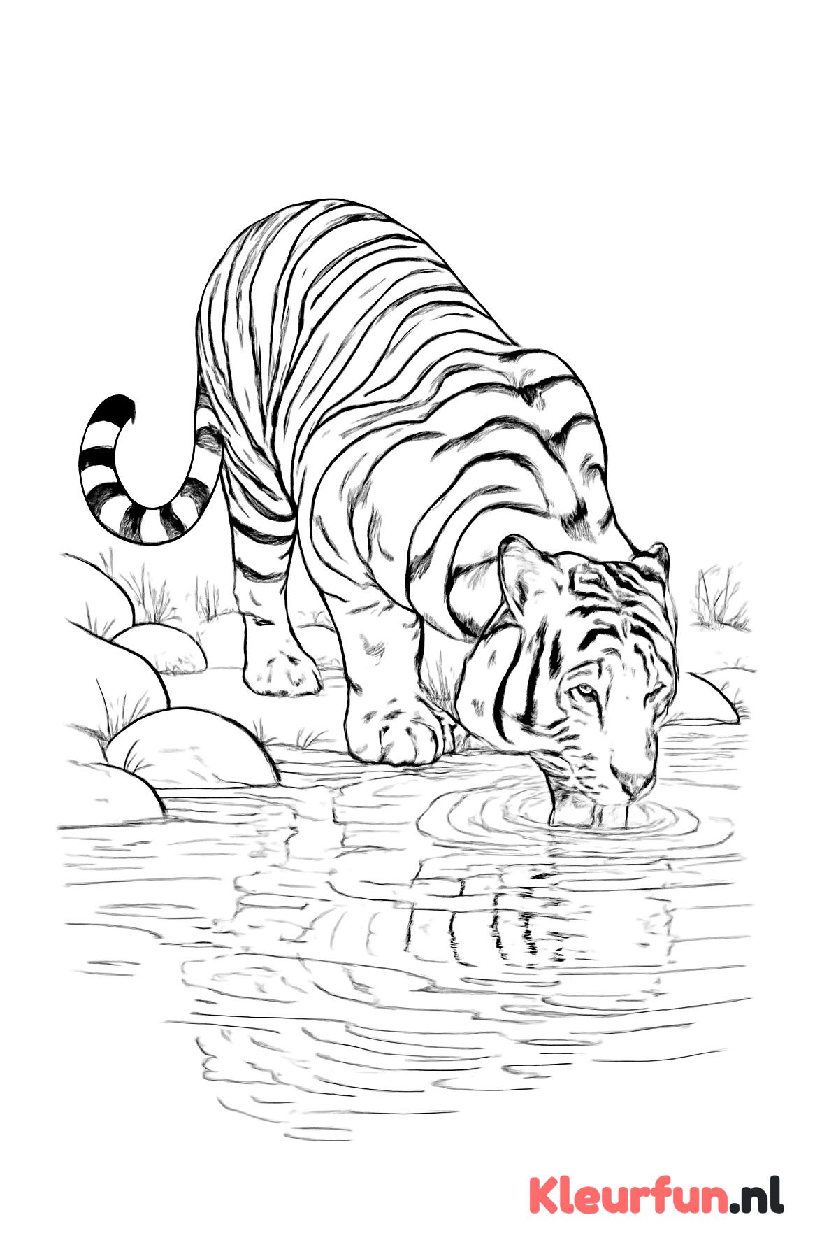 Tijger drinkt bij de rivier