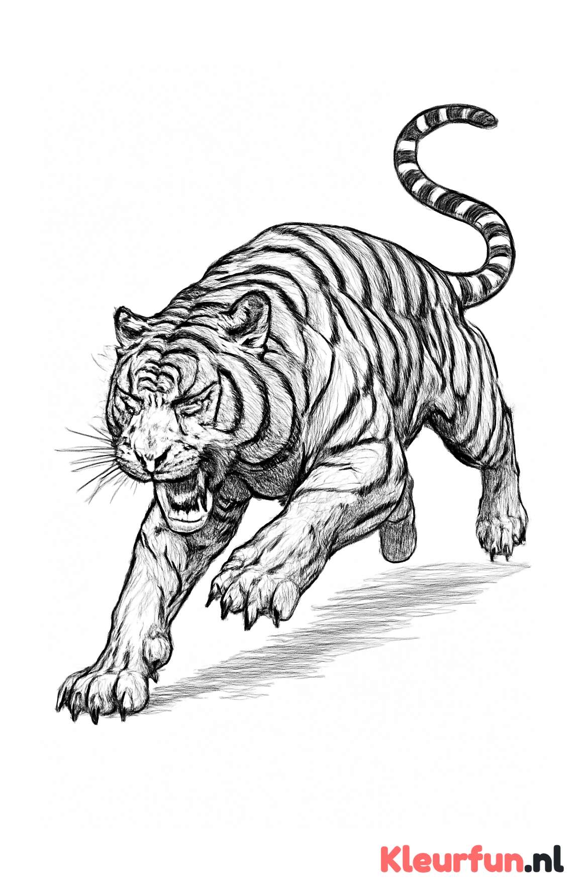Tijger in actie tijdens jacht