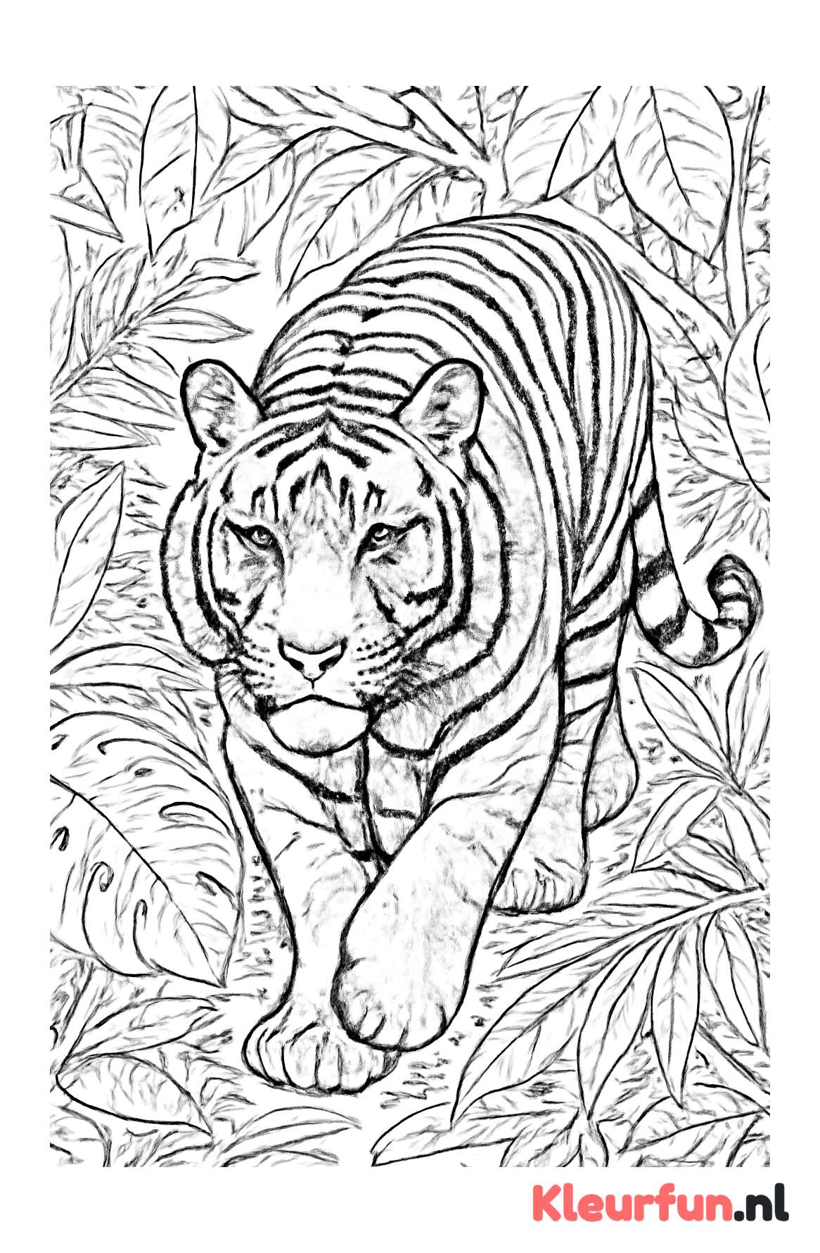 Tijger sluipend in de jungle