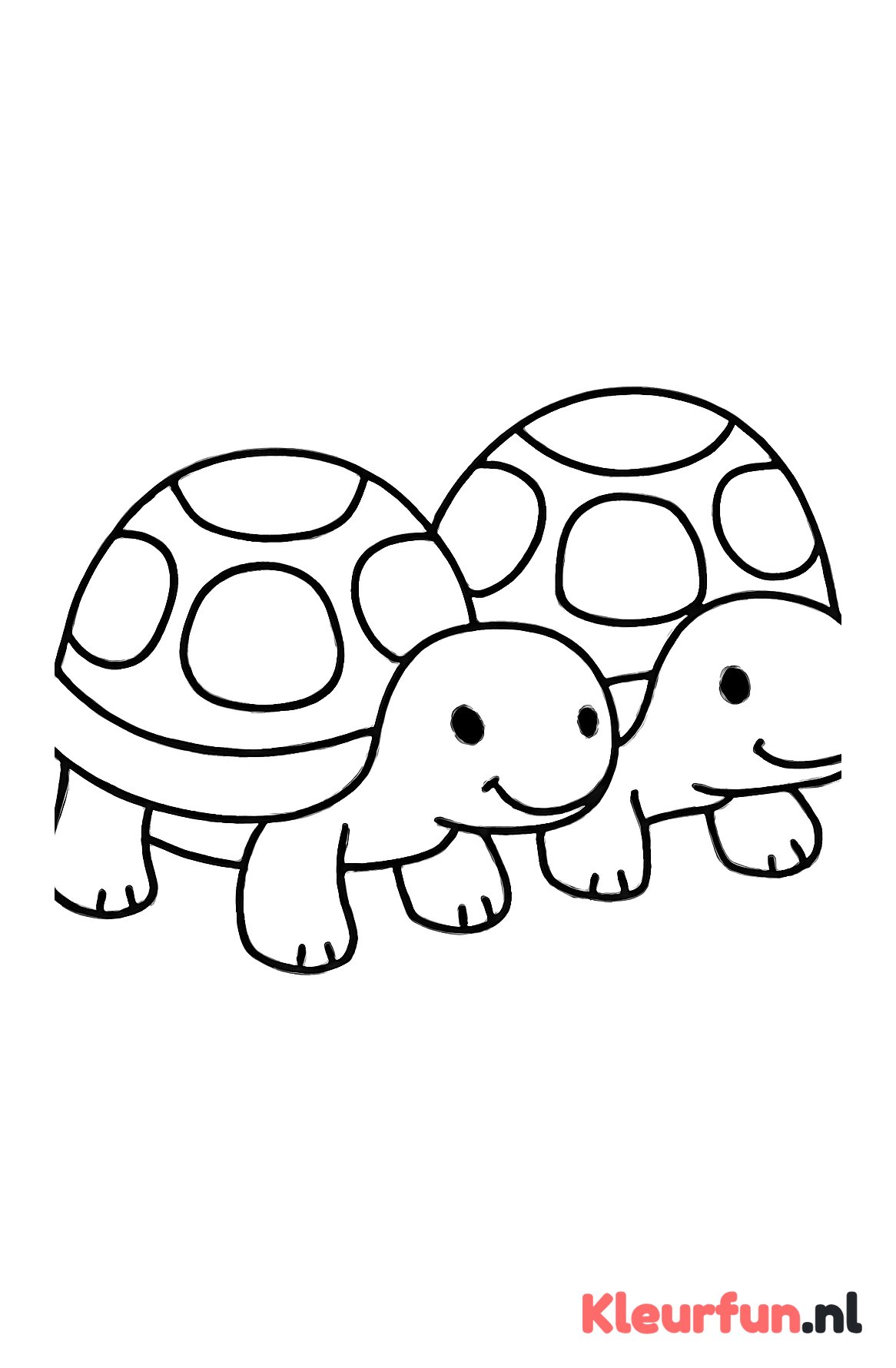 Twee grote schildpadden