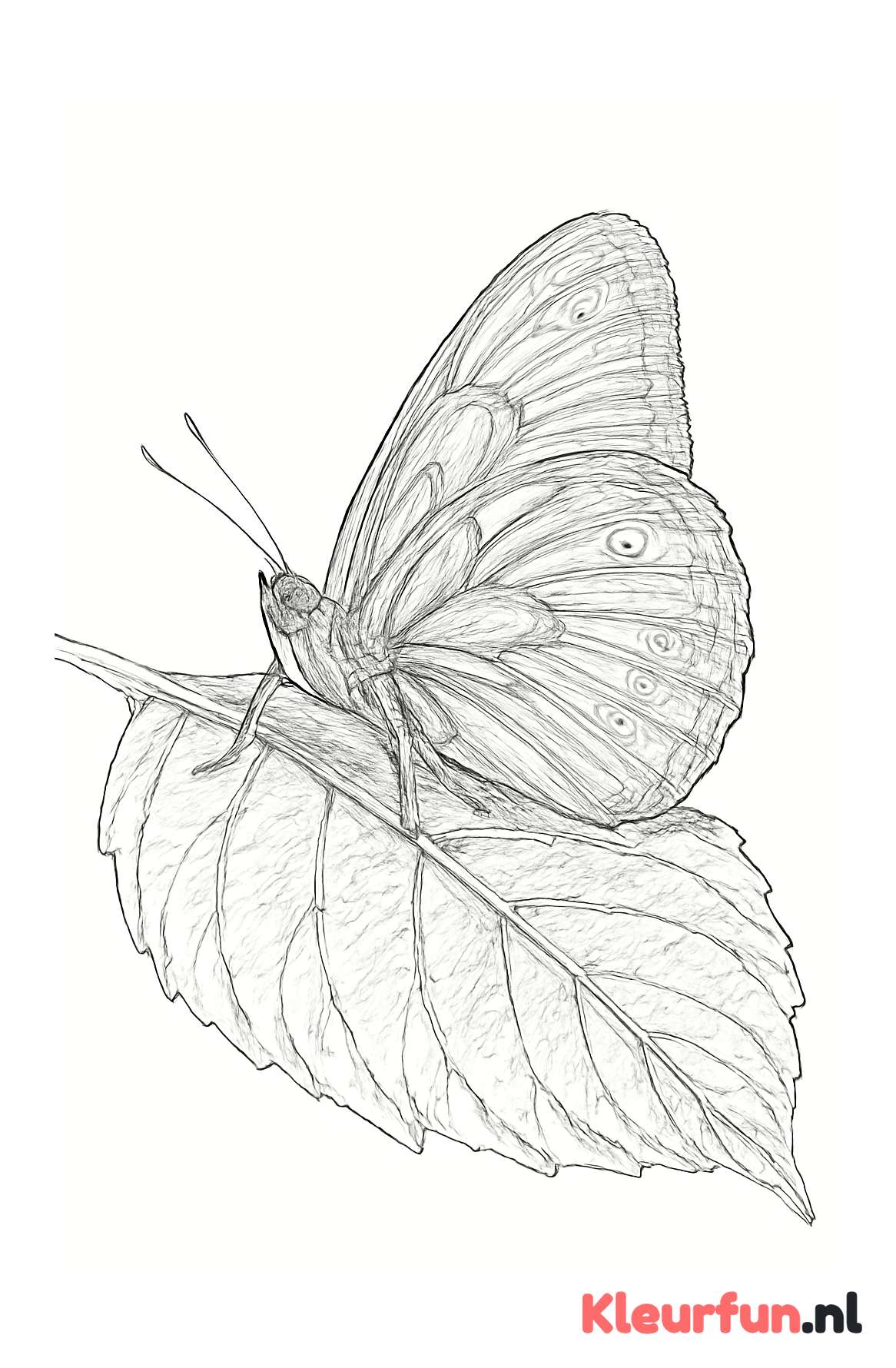 Vlinder op blad
