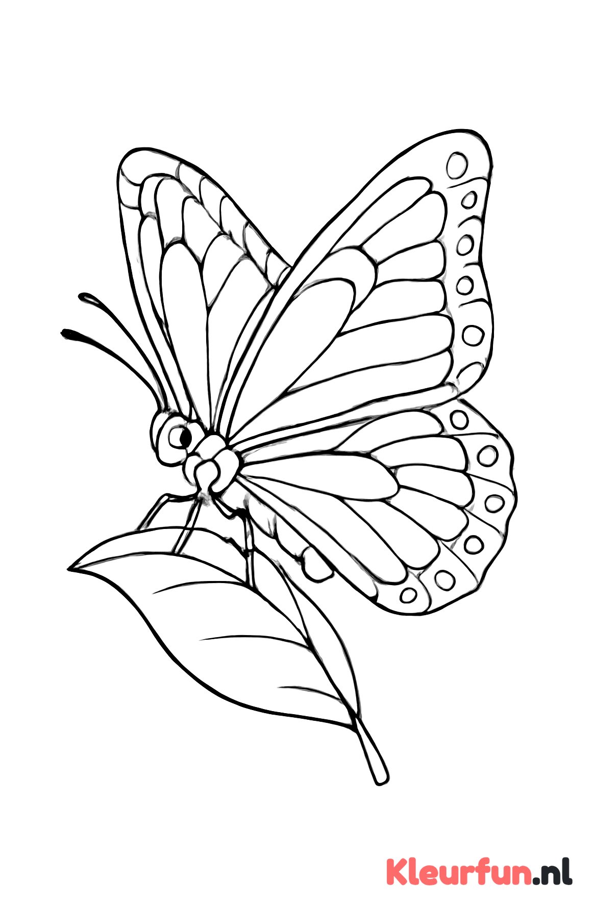 Vlinder op blad