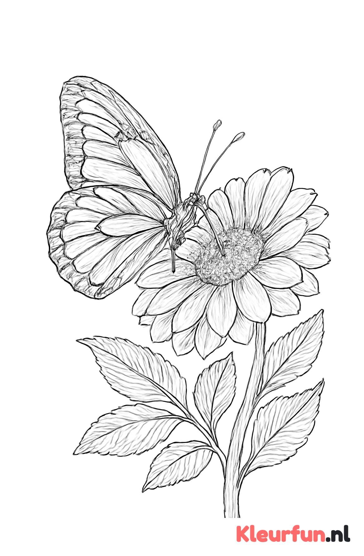 Vlinder op bloem