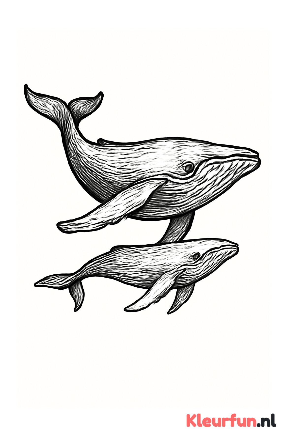 Walvis en kalf