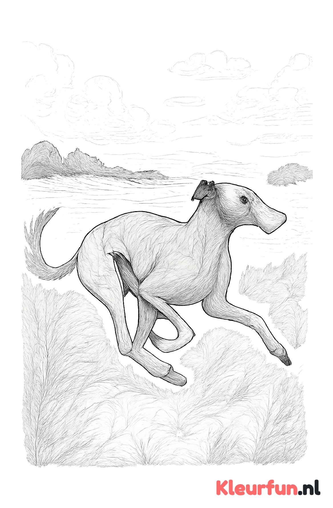 Windhond in Galop