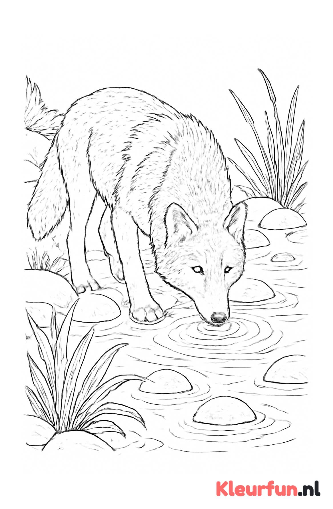 Wolf bij de rivier