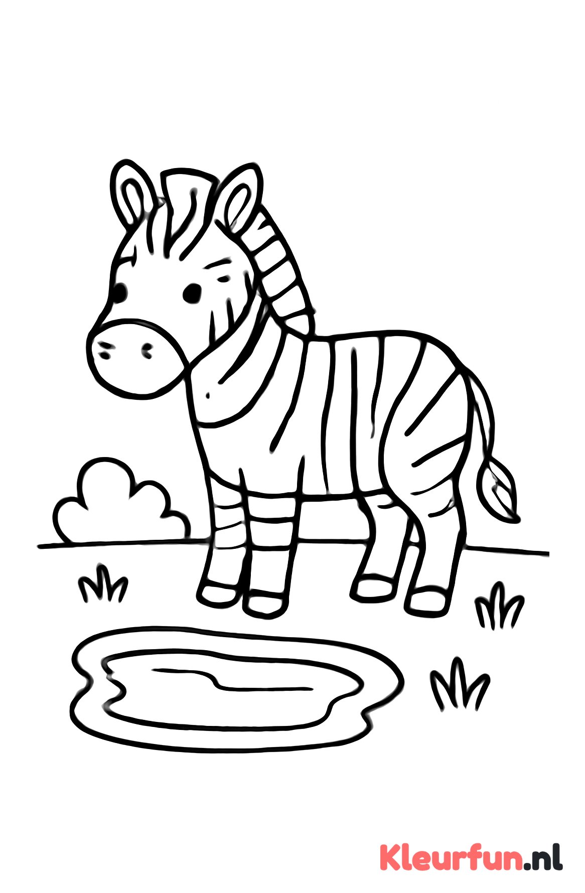 Zebra bij Waterpoel