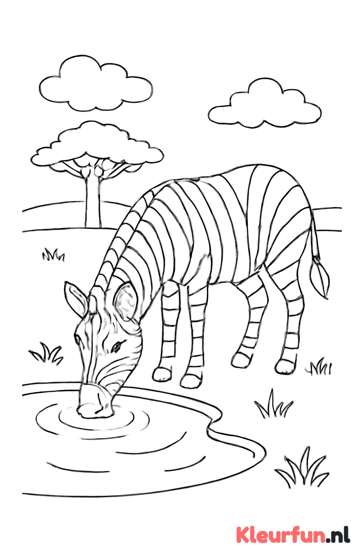 Zebra die drinkt bij vijver