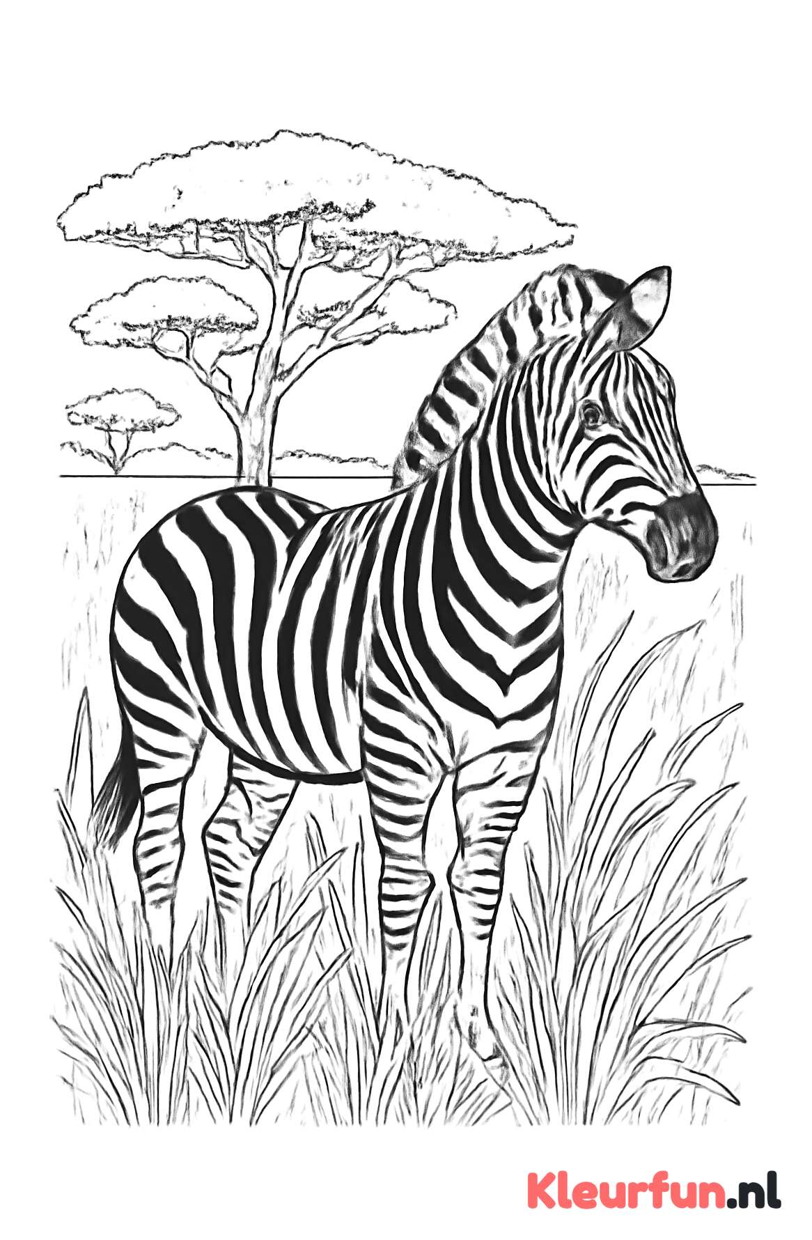 Zebra in de savanne