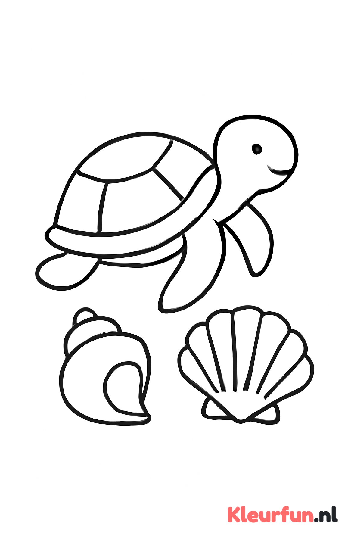 Zeeschildpad en schelpen