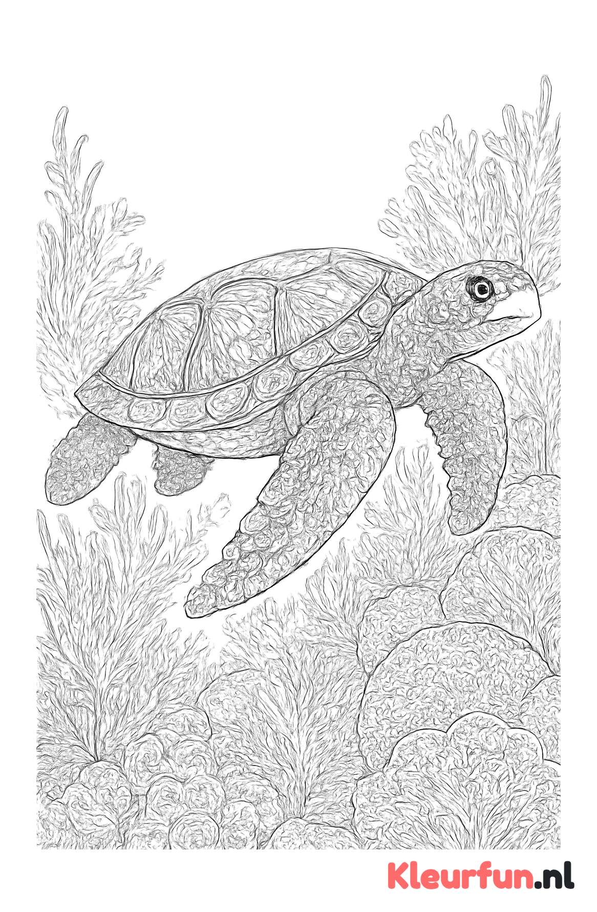 Zeeschildpad bij koraalrif