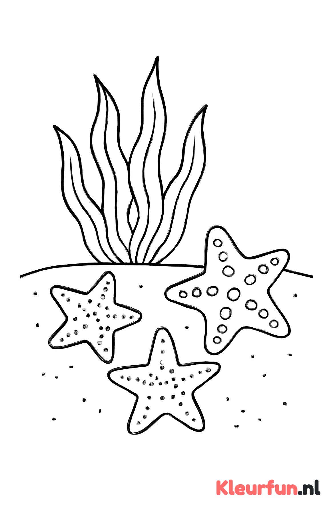Zeesterren bij zeewier