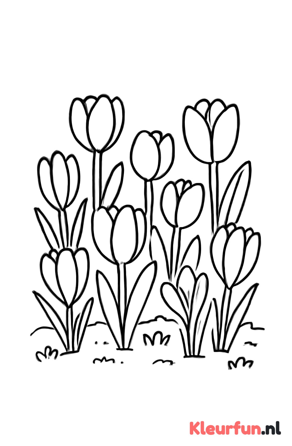 Bloembollentuin met tulpen en krokussen