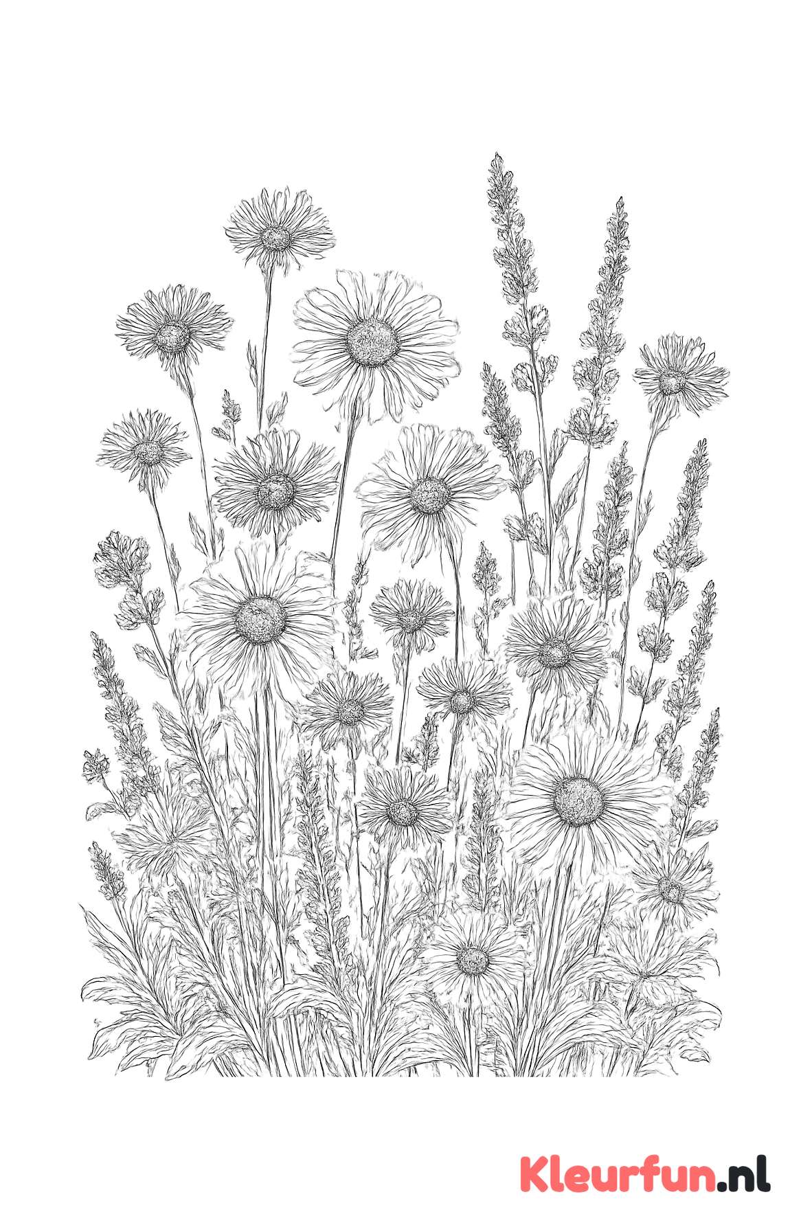 Bloemenweide met diverse bloemen