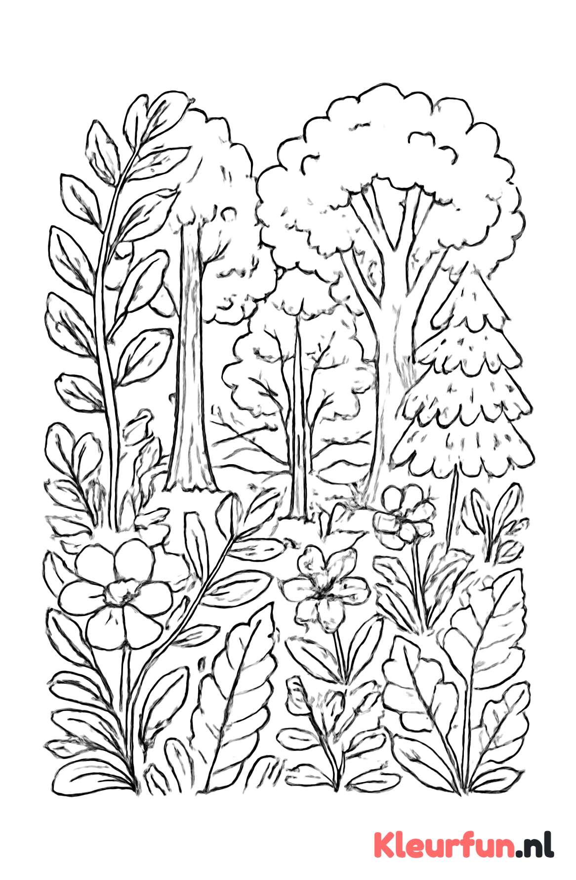 Bos met diverse bomen en planten