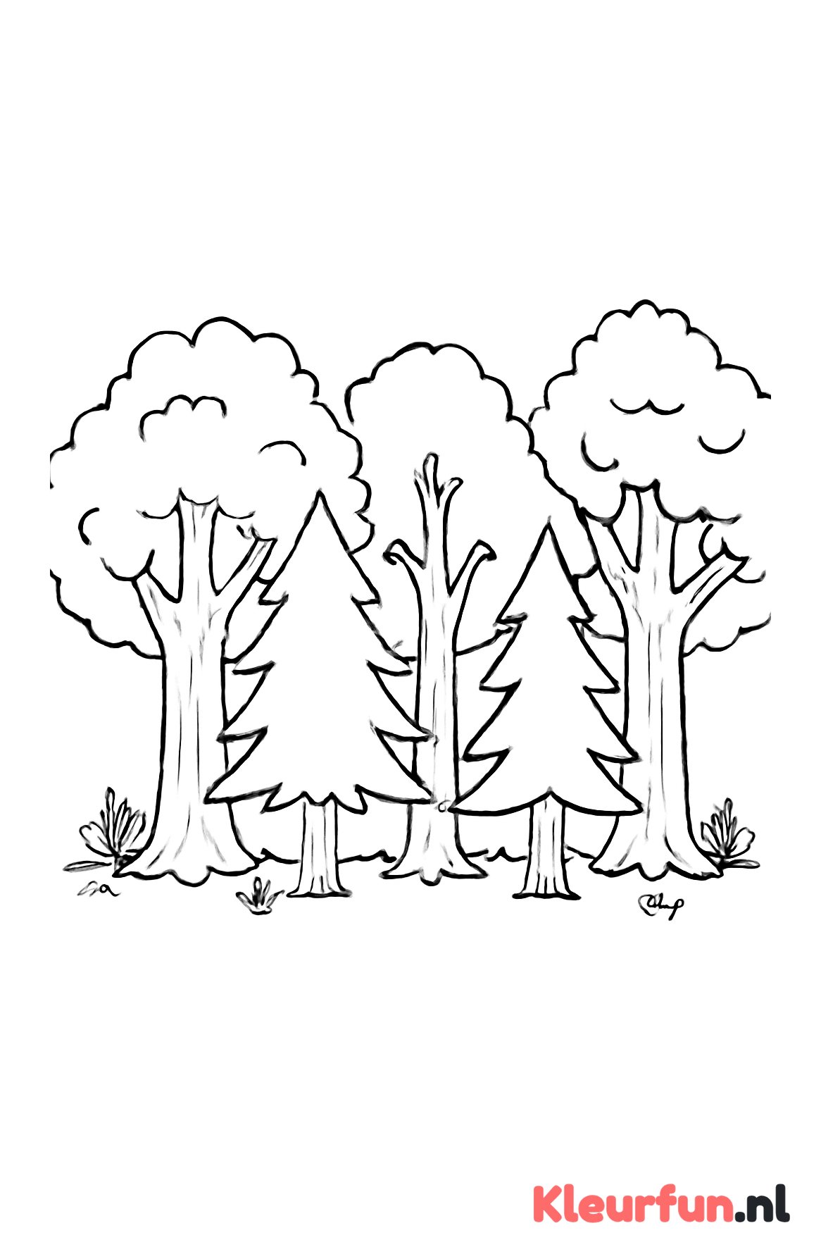 Groep grote bomen in het bos
