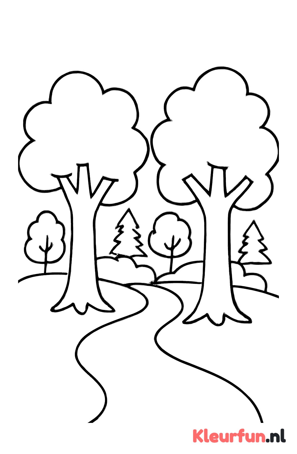 Bos met grote bomen en paadje