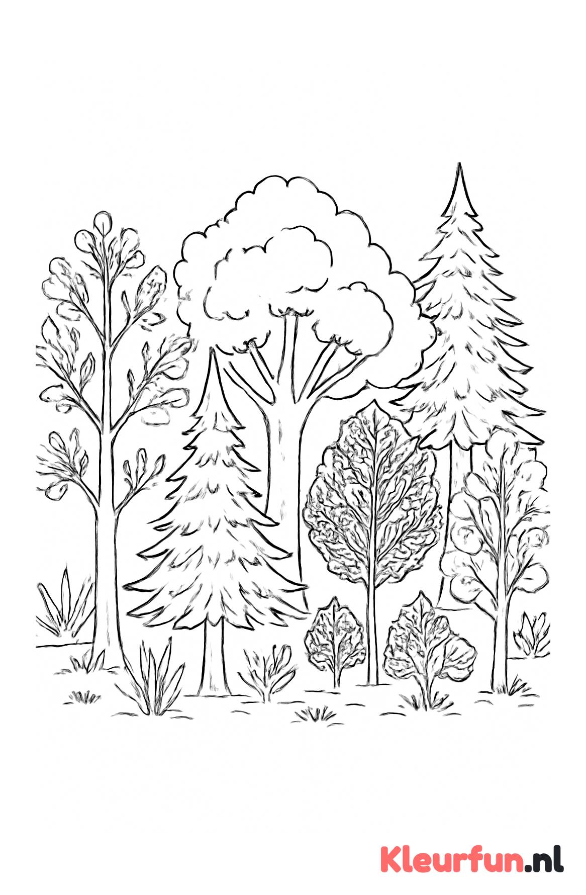 Bos vol diverse bomen