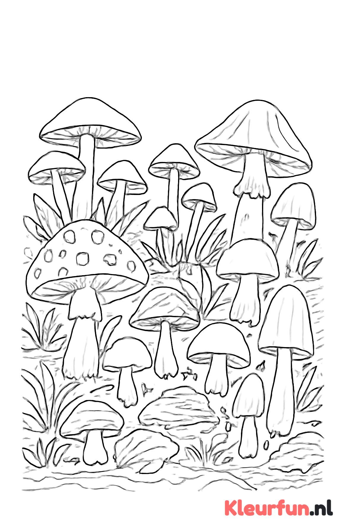Bosgrond met Diverse Paddenstoelen