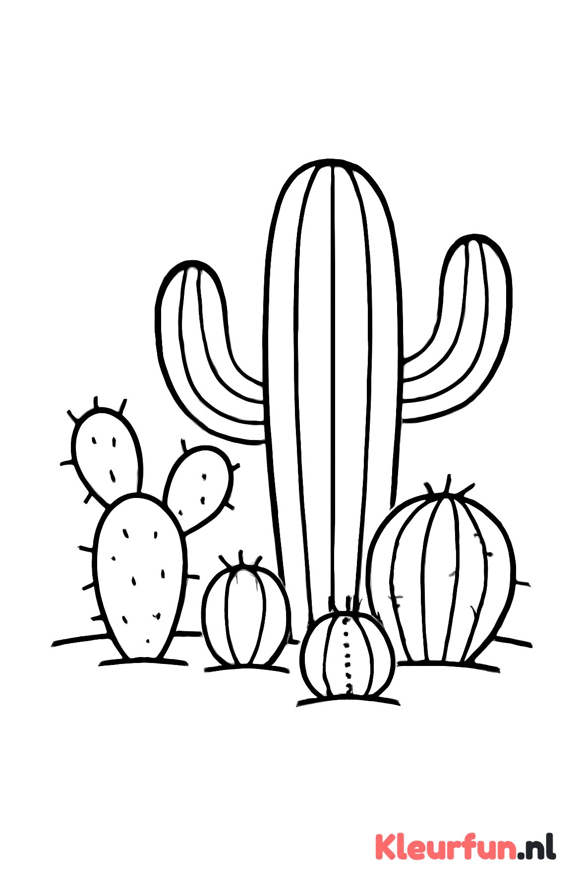 Verschillende cactussen samen