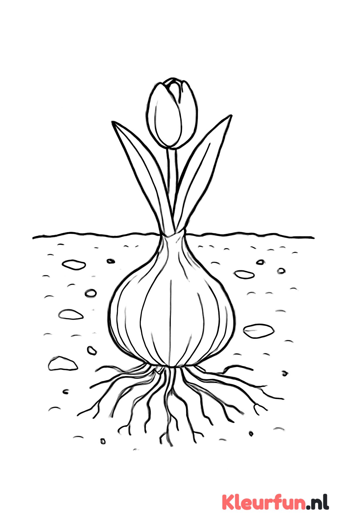 Close-up bloembol met wortels