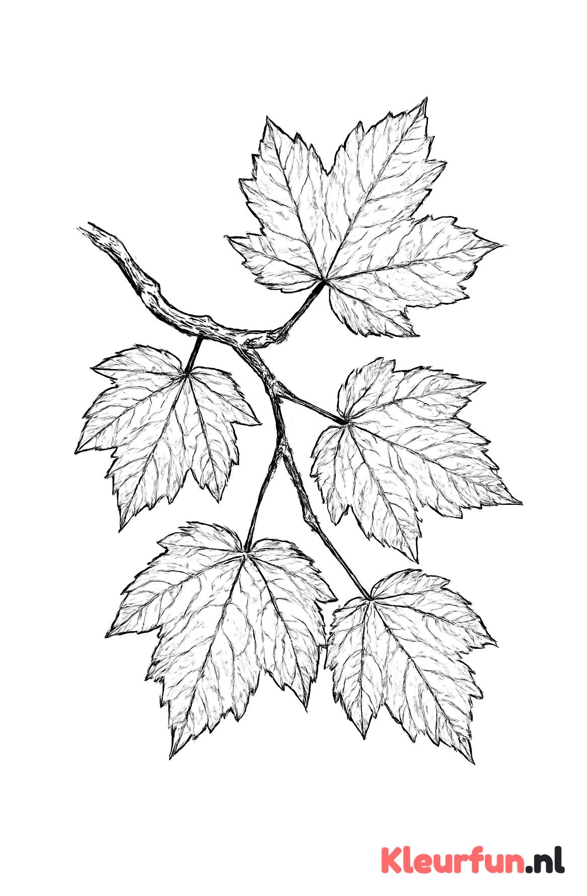 Close-up van Herfstboomtak met Bladeren