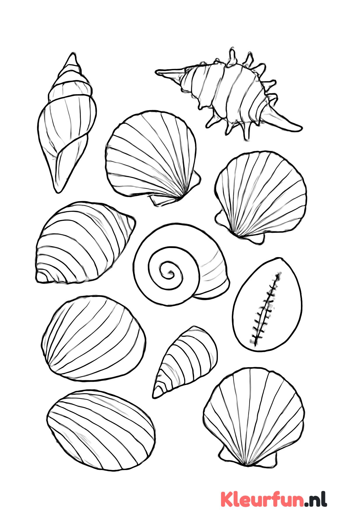 Diverse schelpensoorten