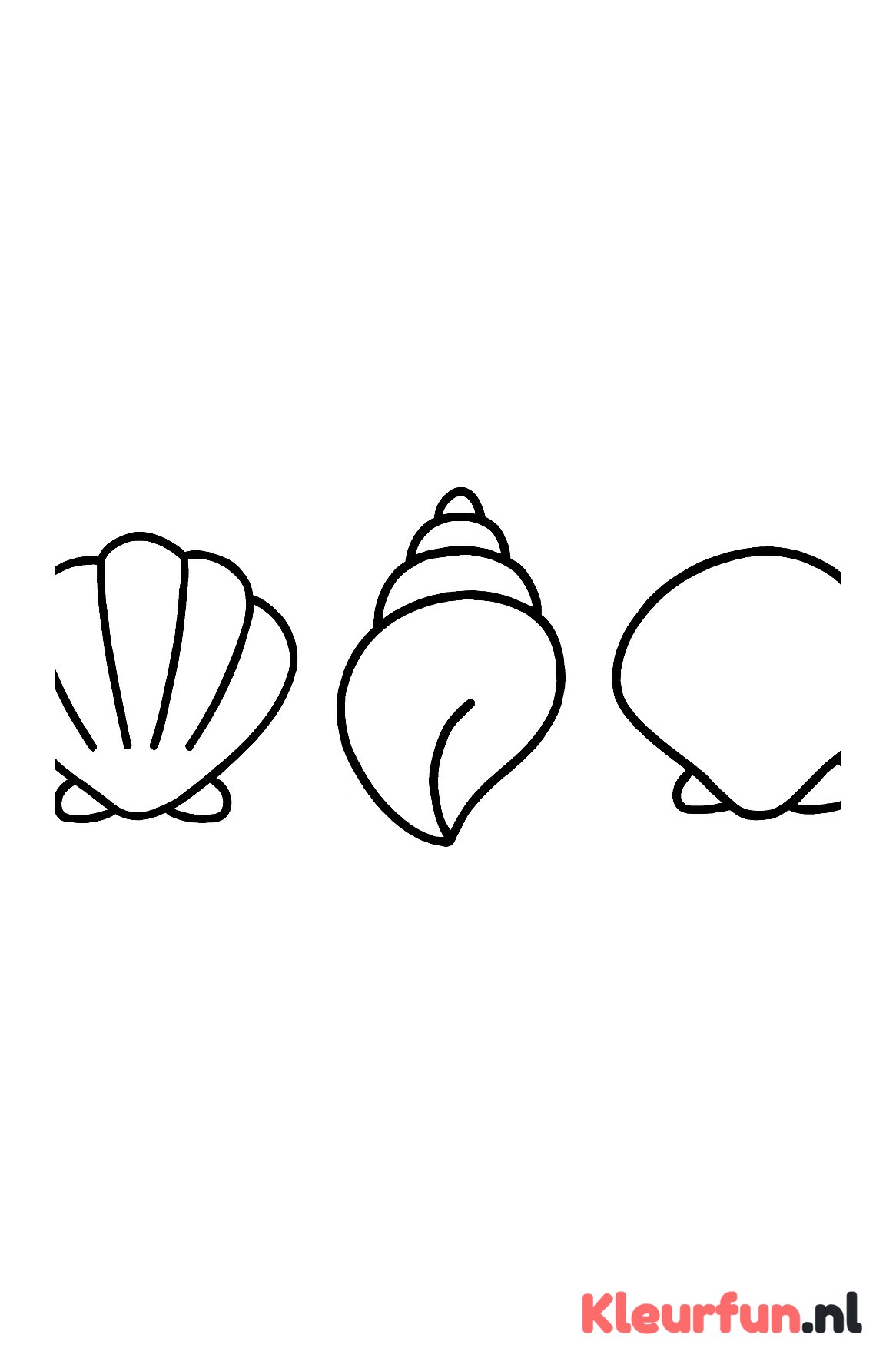 Drie grote schelpen