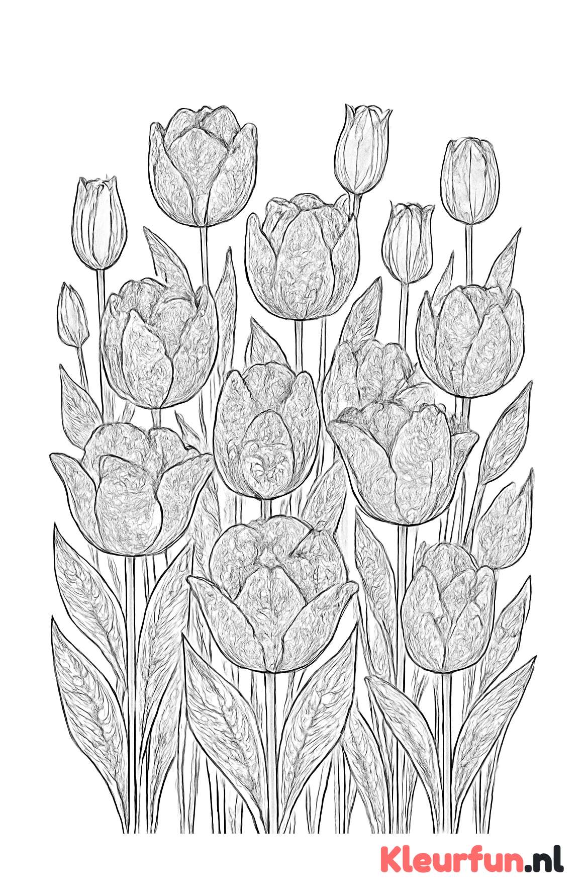 Gedetailleerd Tulpenveld