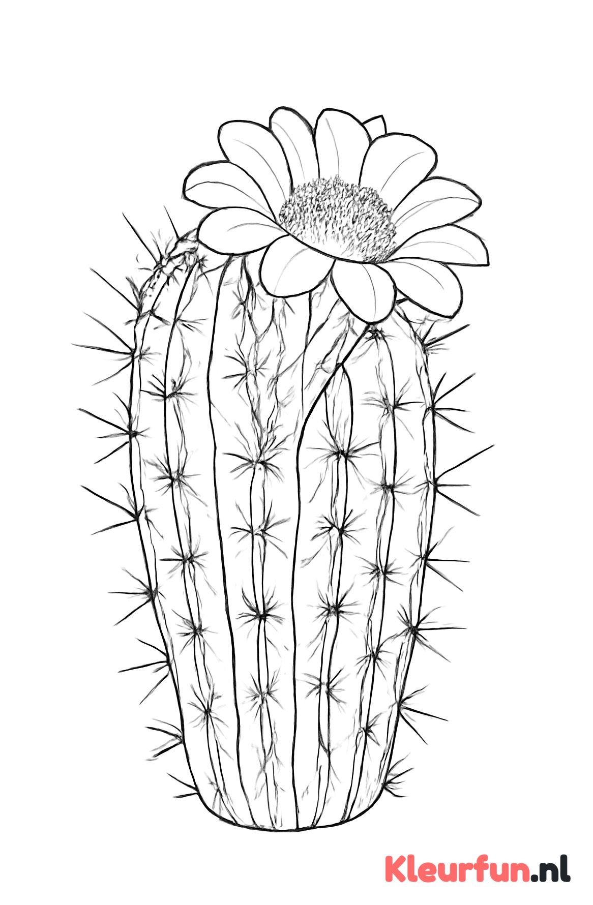 Gedetailleerde cactus met bloem