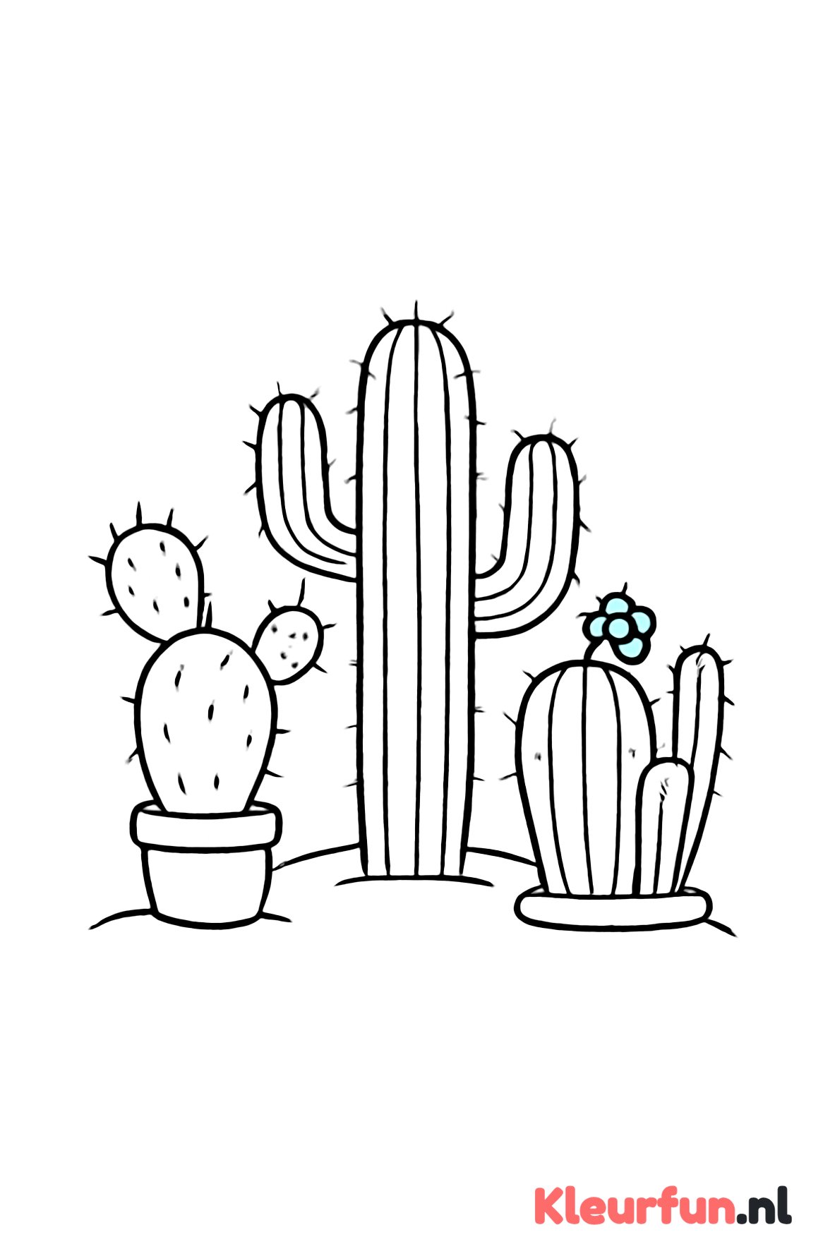 Groep diverse cactussen