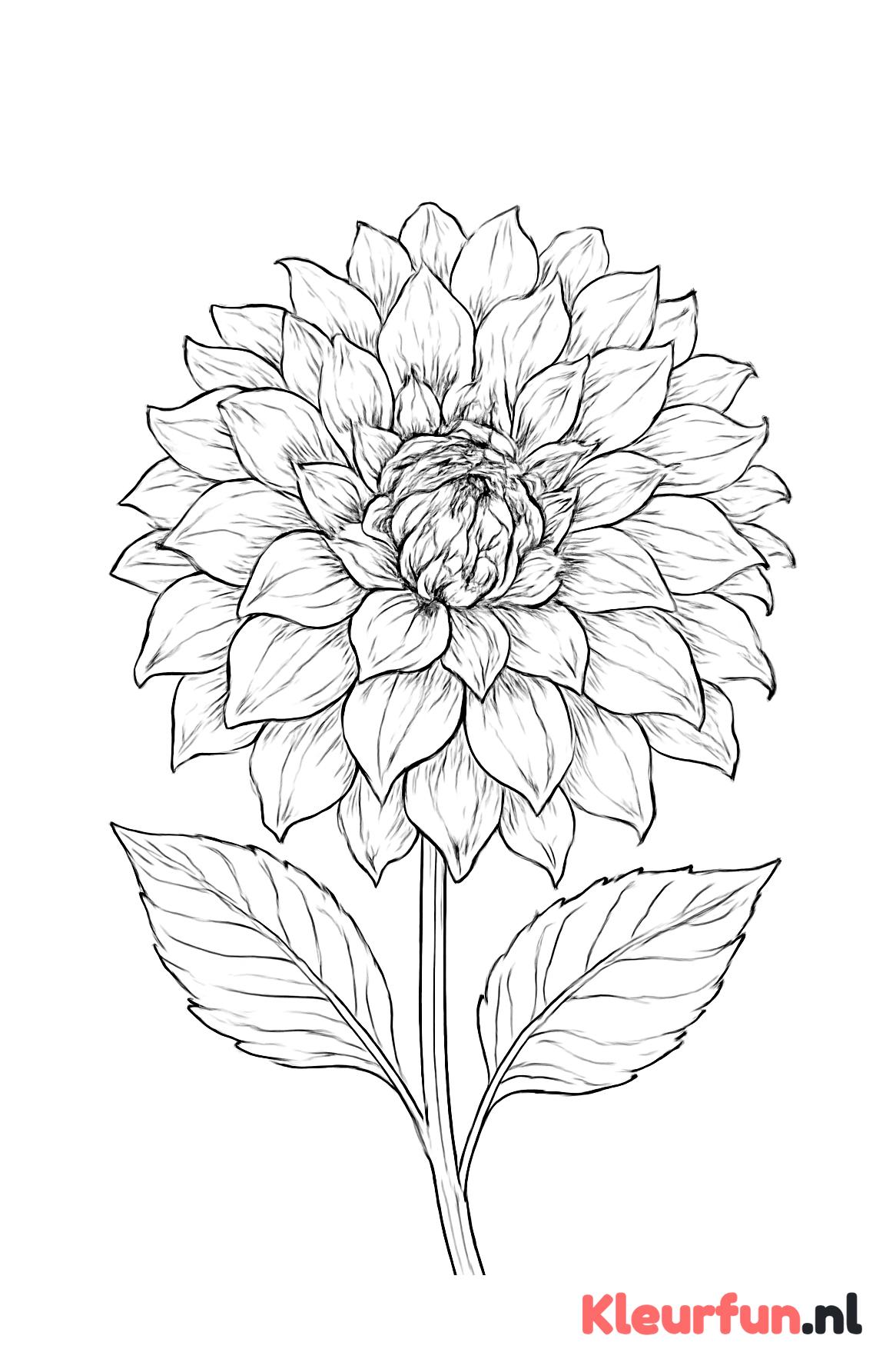 Grote dahlia met gedetailleerde bloemblaadjes