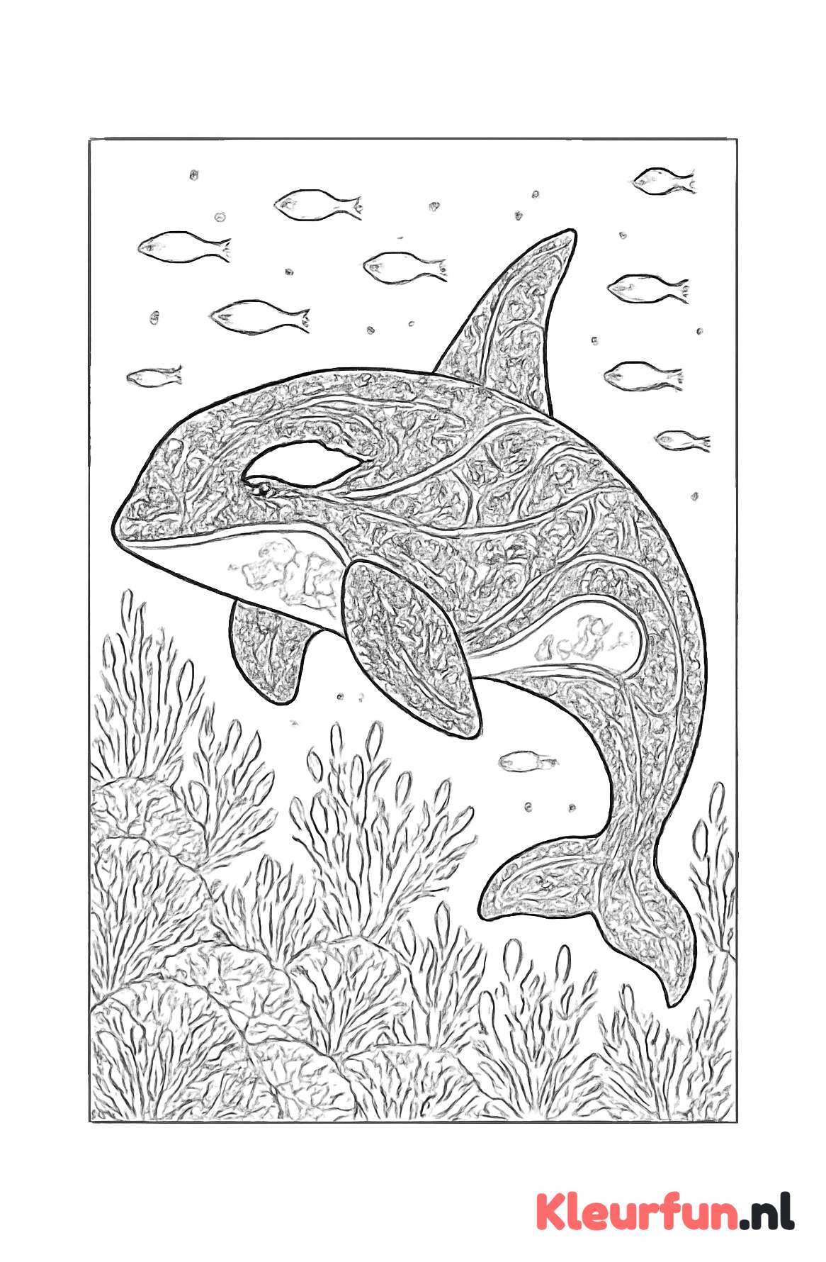 Grote orca tussen koraal
