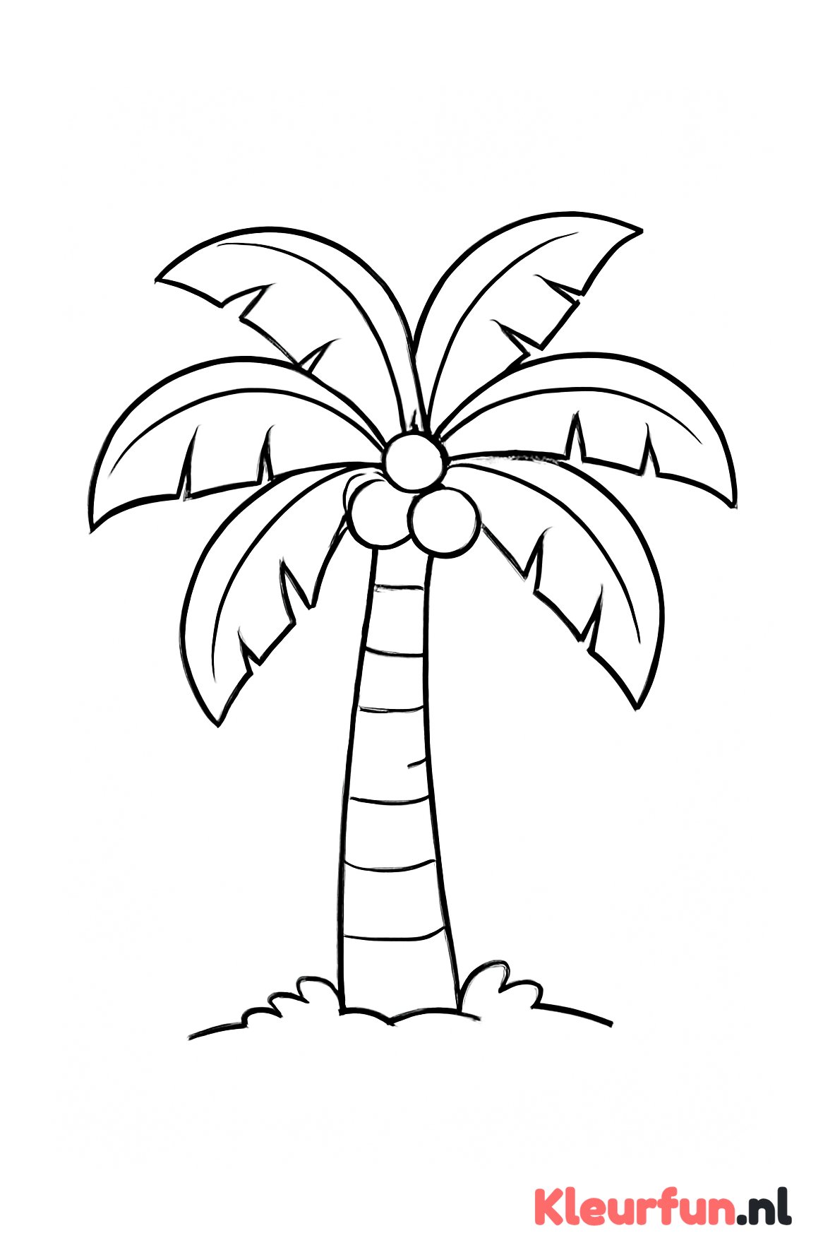Grote palmboom met kokosnoten