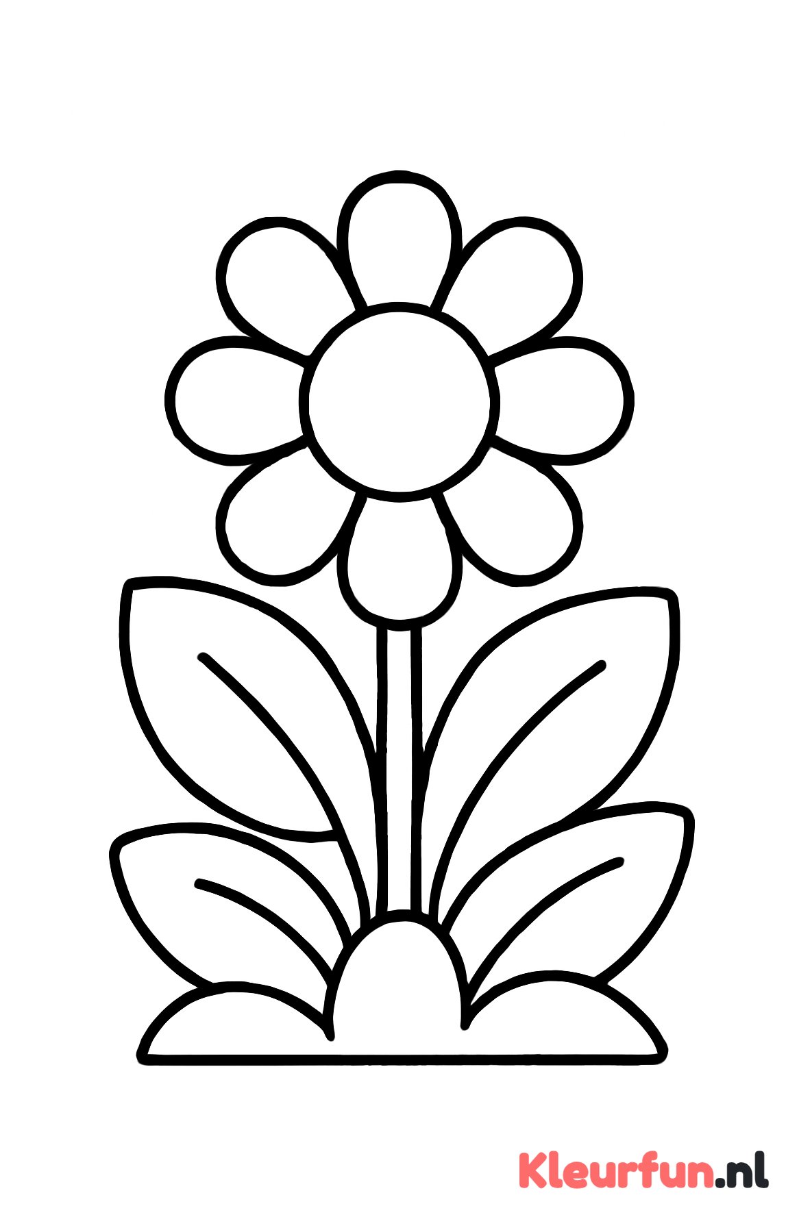 Grote planten met brede bladeren