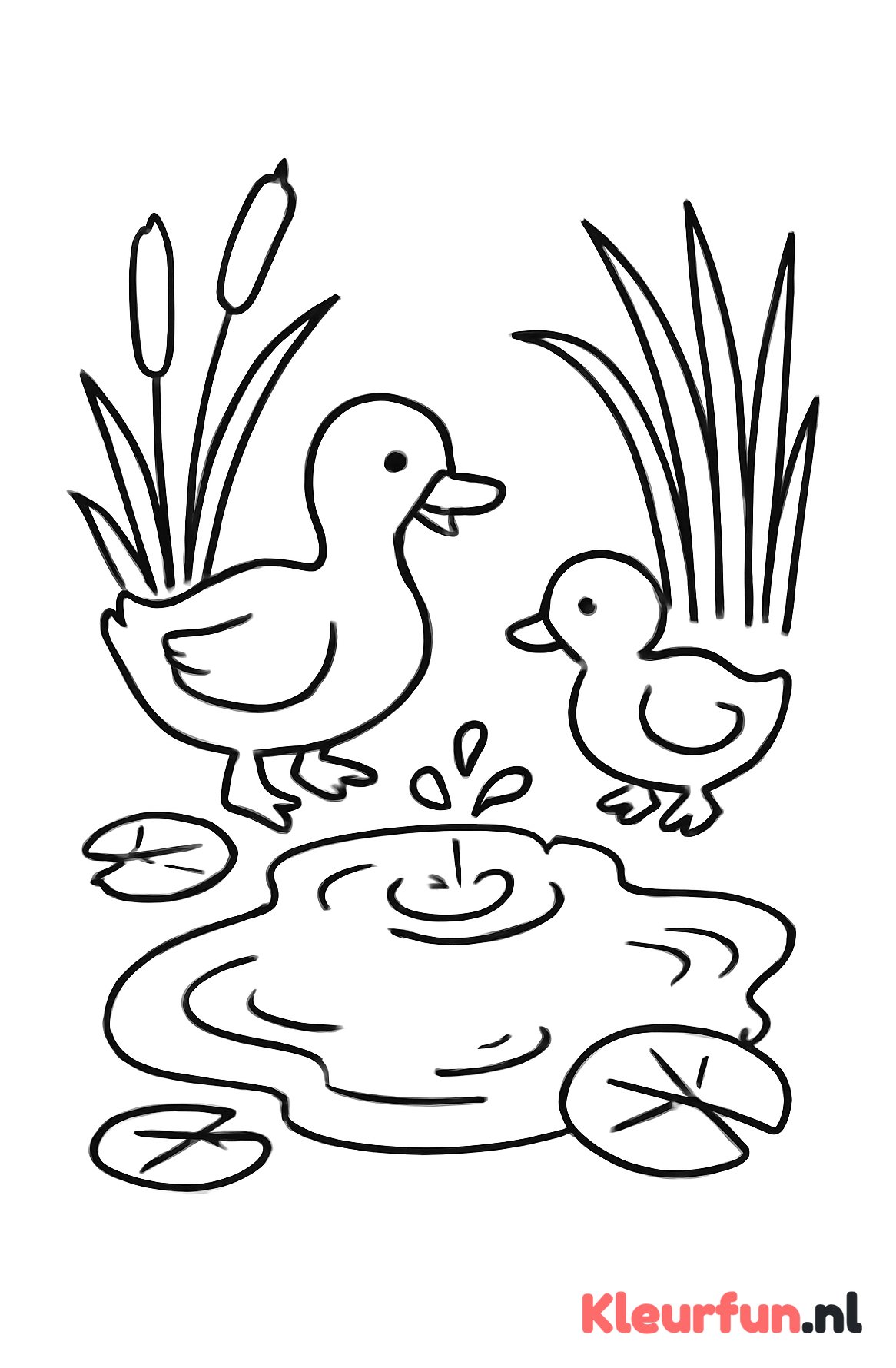 Grote plas water met eendjes