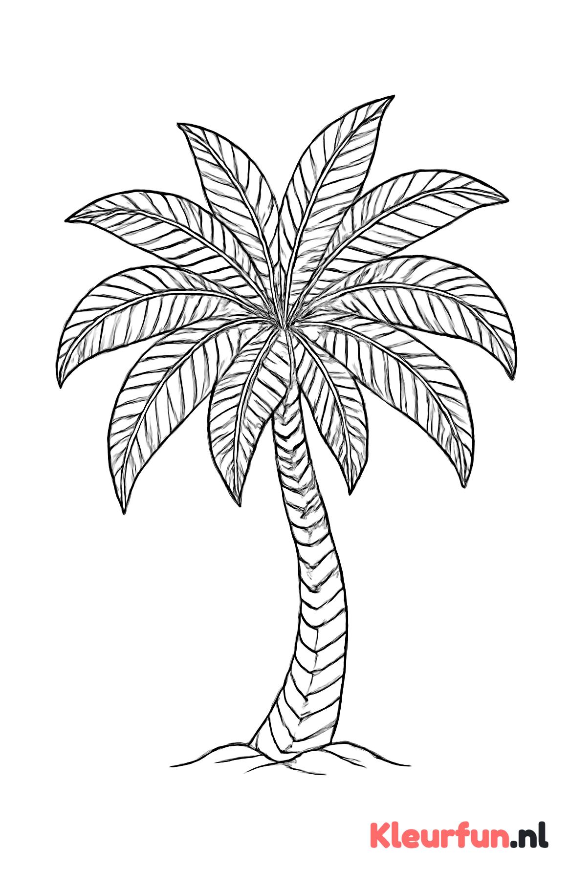 Grote sierlijke palmboom