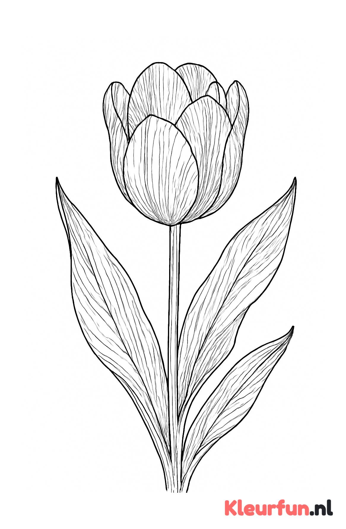 Close-up van een Grote Tulp