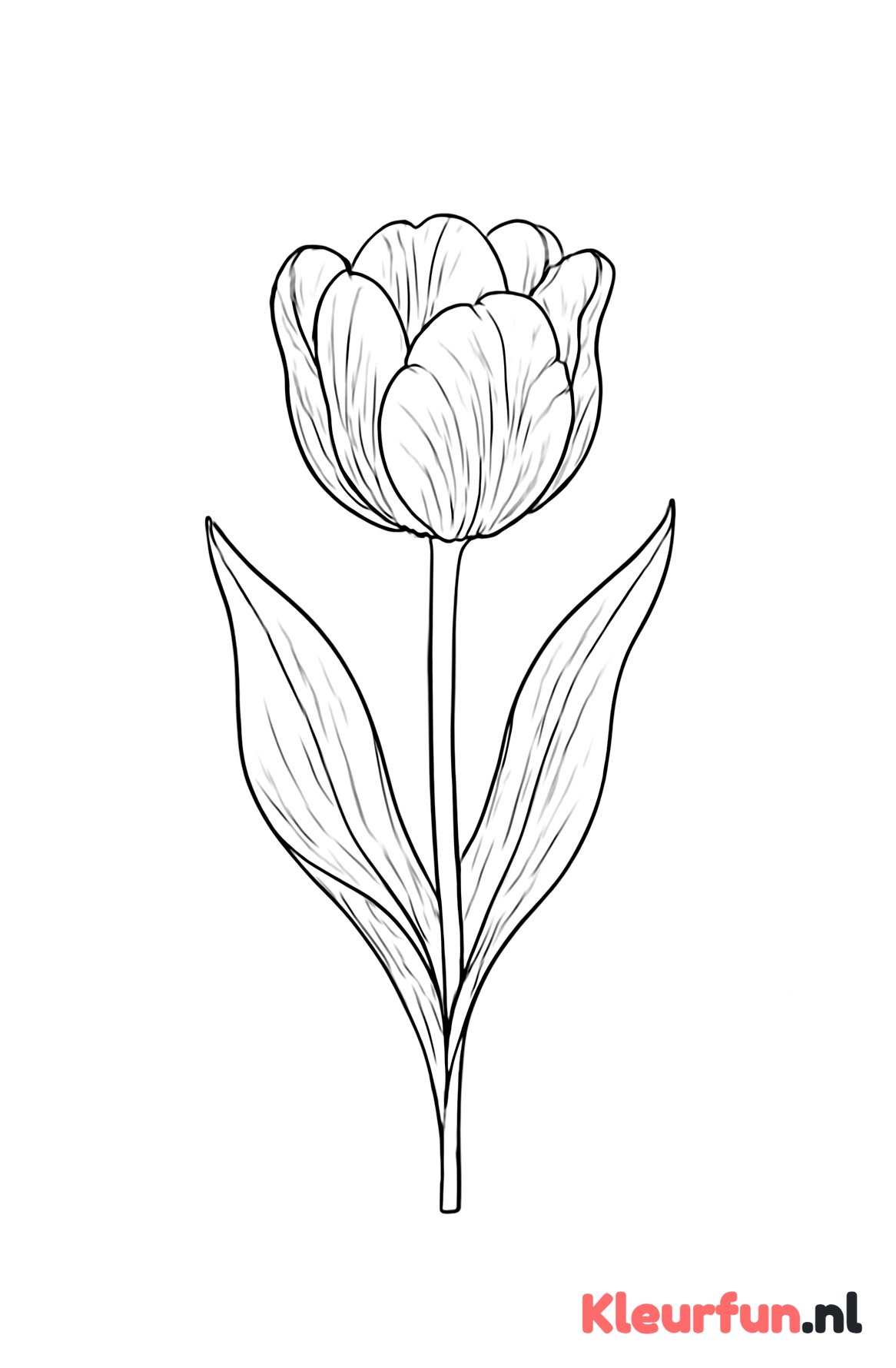 Grote tulp
