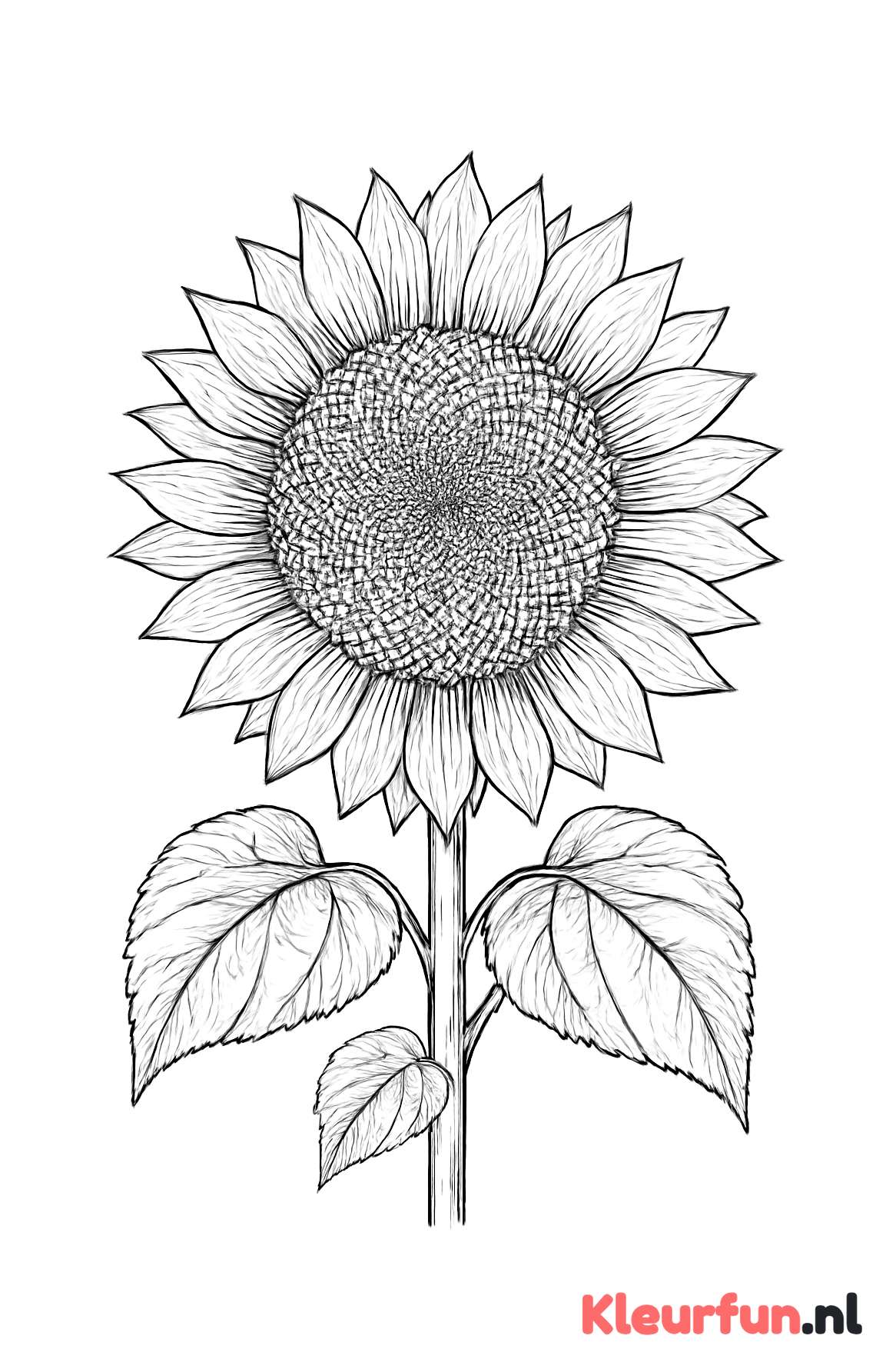 Grote zonnebloem met gedetailleerde blaadjes