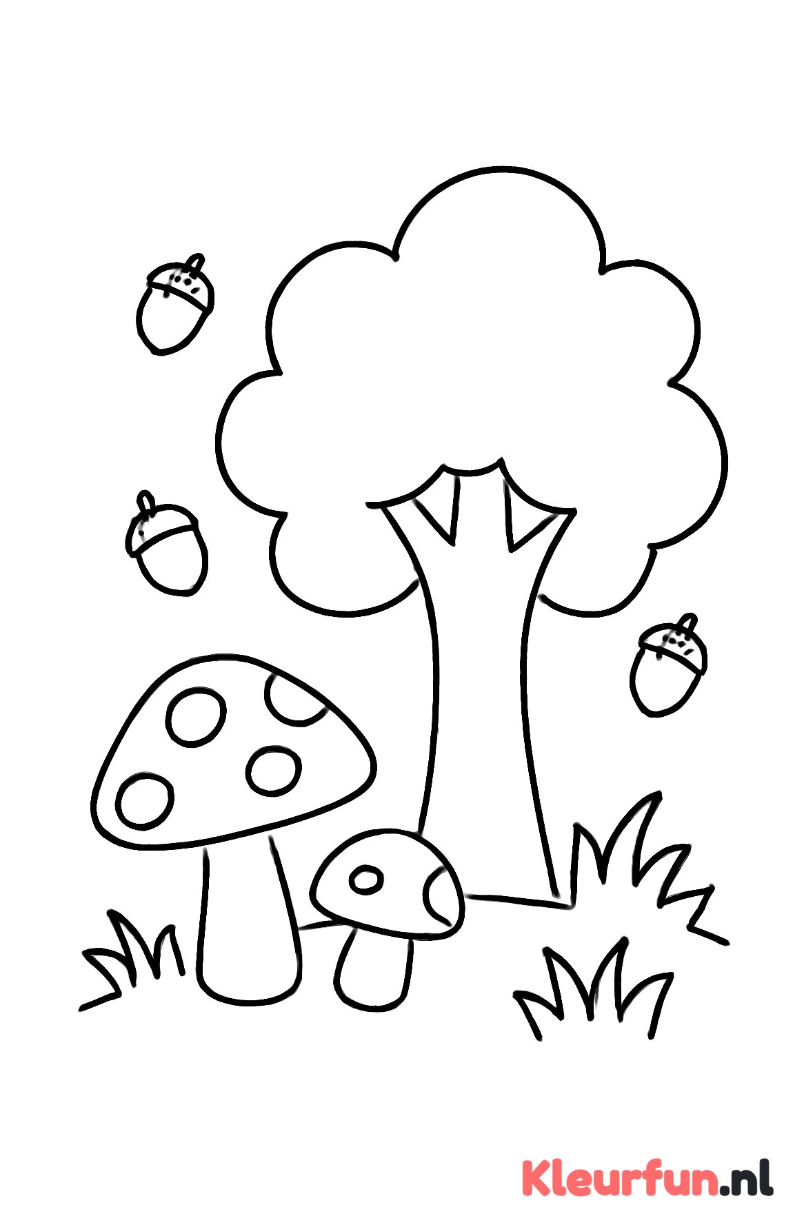 Paddenstoelen en eikels in de herfst