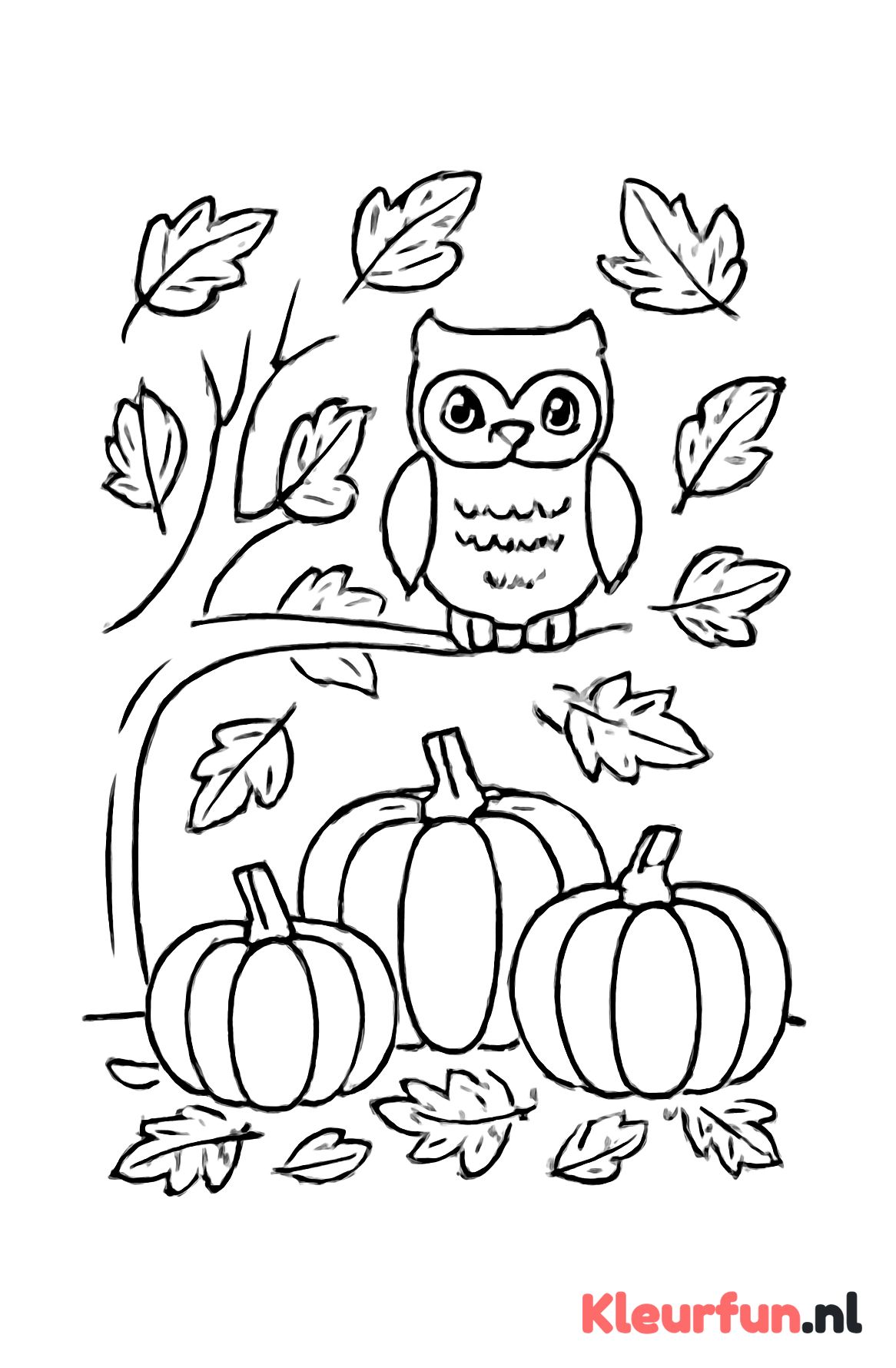 Herfst met pompoenen en uil
