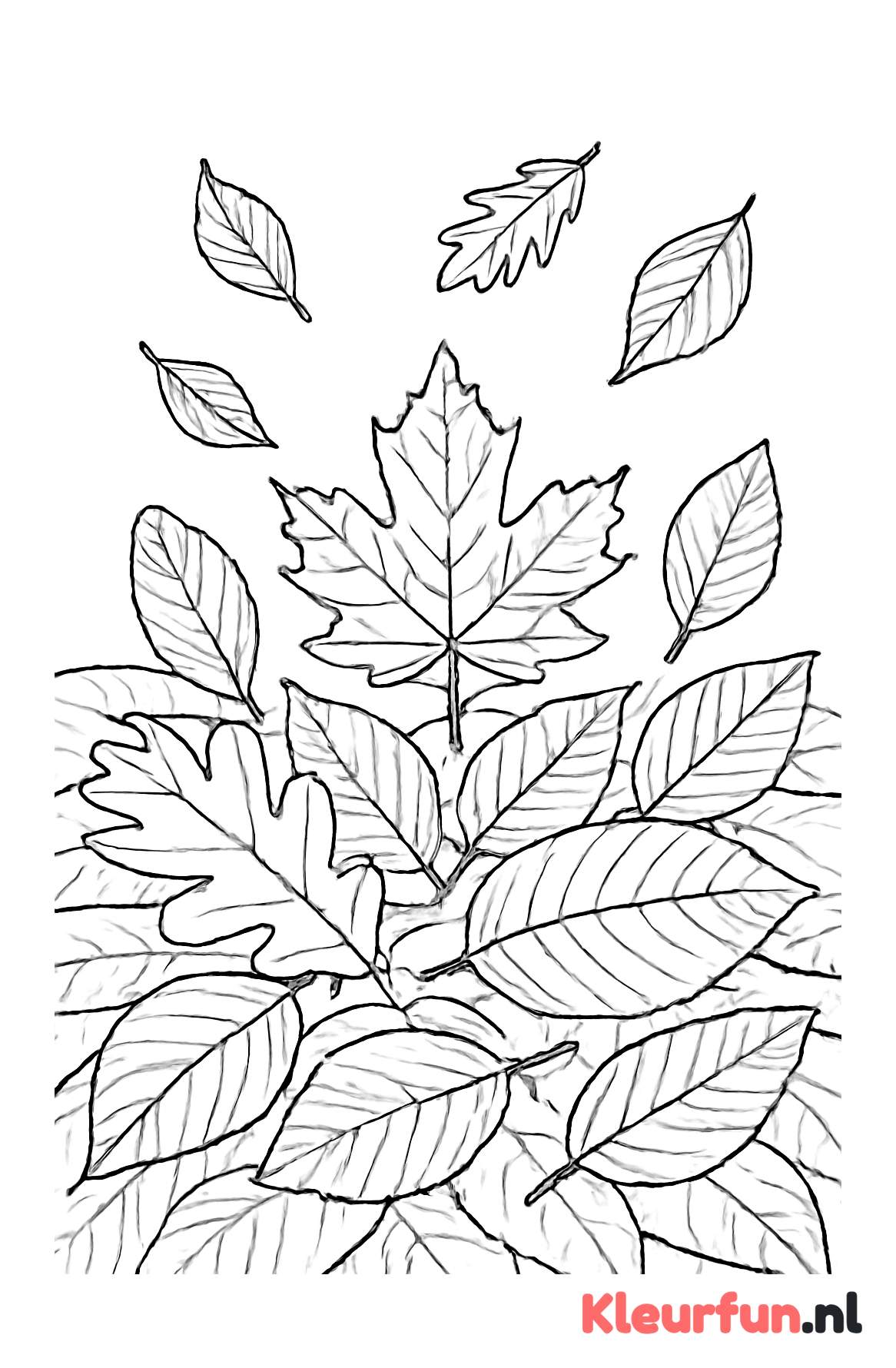 Diverse Herfstbladeren in Detail