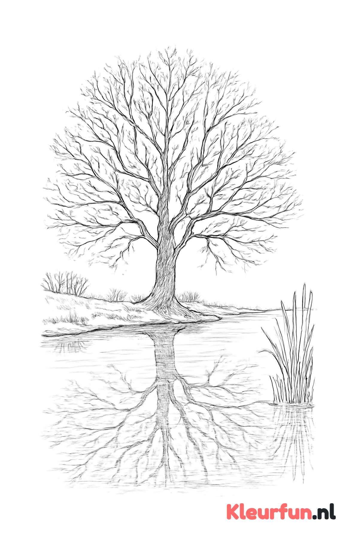 Kale boom bij rivier met weerspiegeling